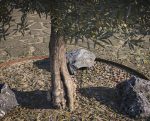 10 x Olive Tree Pack