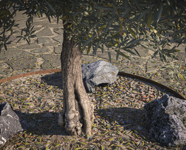 10 x Olive Tree Pack