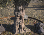 10 x Olive Tree Pack