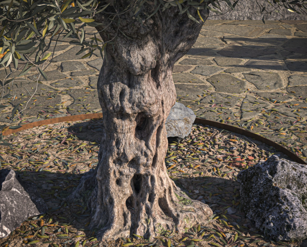 10 x Olive Tree Pack