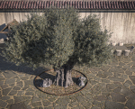 10 x Olive Tree Pack