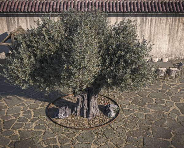 10 x Olive Tree Pack
