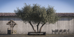 10 x Olive Tree Pack