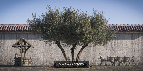 10 x Olive Tree Pack