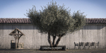 10 x Olive Tree Pack