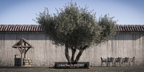 10 x Olive Tree Pack