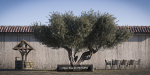 10 x Olive Tree Pack