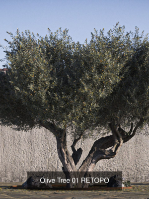 10 x Olive Tree Pack