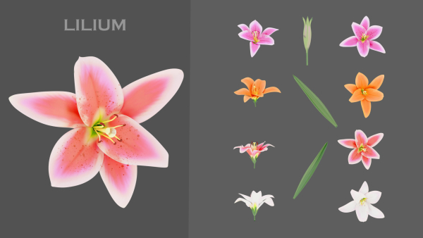 11 TYPE OF GARDEN FLOWERS with leaves