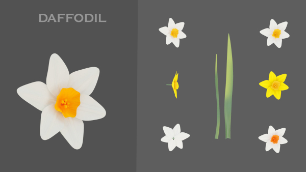 11 TYPE OF GARDEN FLOWERS with leaves