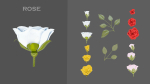 11 TYPE OF GARDEN FLOWERS with leaves