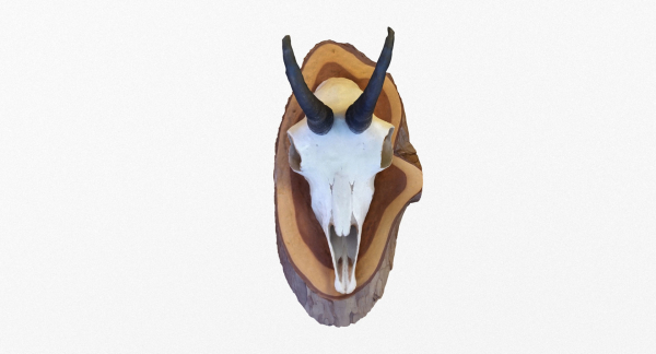Deer Skull Trophy 2