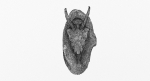 Deer Skull Trophy 2