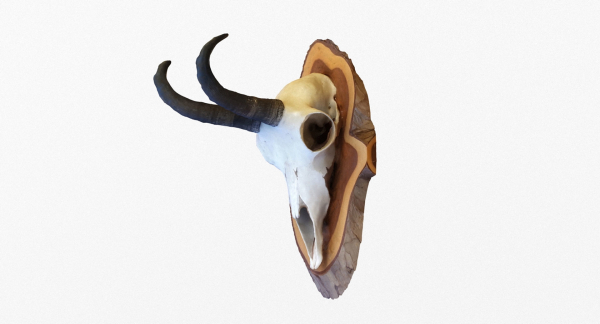 Deer Skull Trophy 2