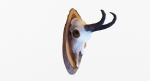 Deer Skull Trophy 2