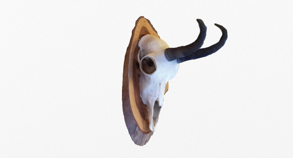 Deer Skull Trophy 2