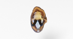 Deer Skull Trophy 2