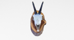 Deer Skull Trophy 2
