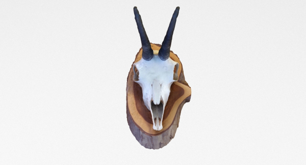 Deer Skull Trophy 2