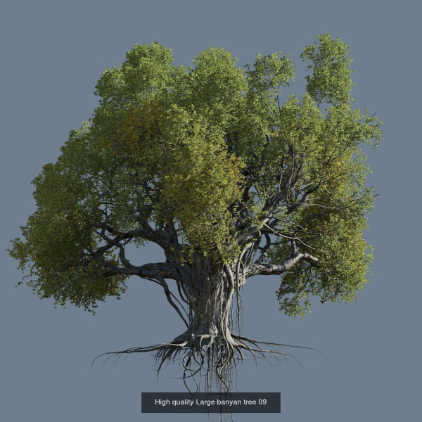 12 High quality Large banyan tree collection