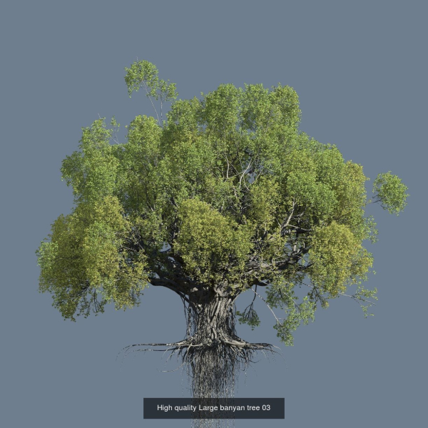 12 High quality Large banyan tree collection