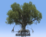12 High quality Large banyan tree collection