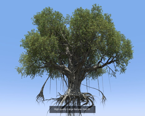 12 High quality Large banyan tree collection