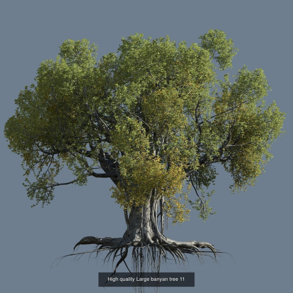 12 High quality Large banyan tree collection