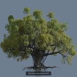 12 High quality Large banyan tree collection