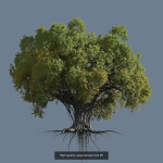 12 High quality Large banyan tree collection