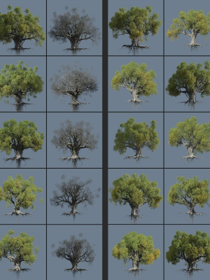 12 High quality Large banyan tree collection
