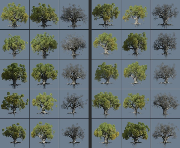 12 High quality Large banyan tree collection