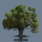 12 High quality Large banyan tree collection