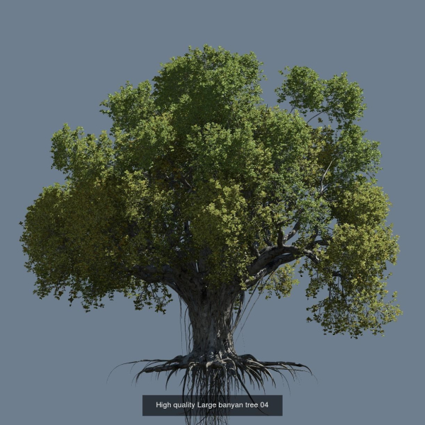 12 High quality Large banyan tree collection