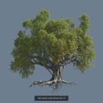 12 High quality Large banyan tree collection