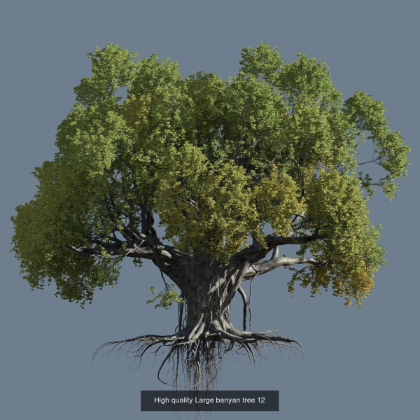 12 High quality Large banyan tree collection