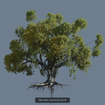 12 High quality Large banyan tree collection