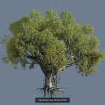 12 High quality Large banyan tree collection