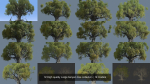 12 High quality Large banyan tree collection