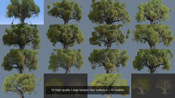 12 High quality Large banyan tree collection