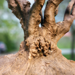 12 Tree collection Vol 2