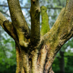 12 Tree collection Vol 2