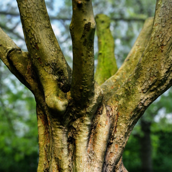 12 Tree collection Vol 2