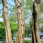 12 Tree collection Vol 2