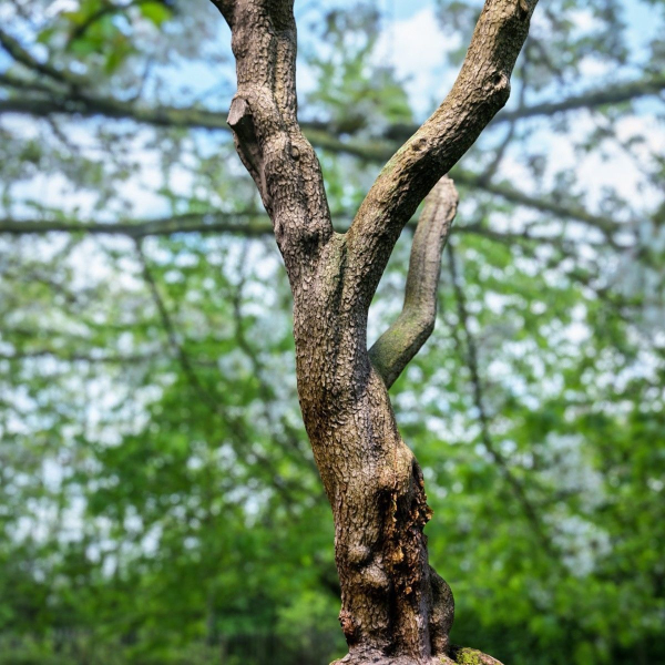 12 Tree collection Vol 2