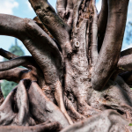 12 Tree collection Vol 2