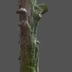 12 Tree collection Vol 2