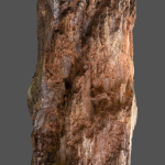 12 Tree collection Vol 2