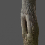 12 Tree collection Vol 2