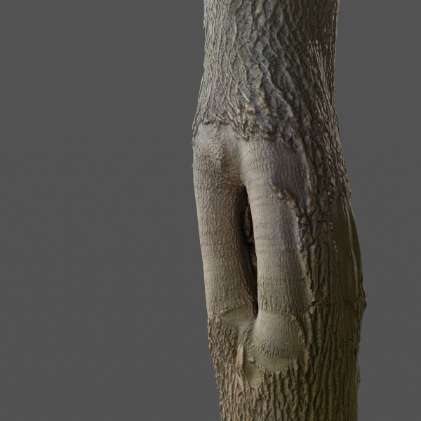 12 Tree collection Vol 2